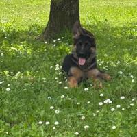 Cane pastore tedesco