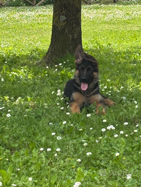 Cane pastore tedesco