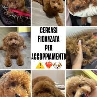 Accoppiamento barboncino