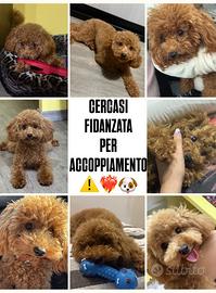 Accoppiamento barboncino