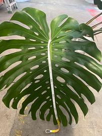 Pianta vera