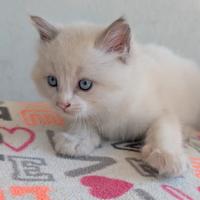 Cuccioli ragdoll