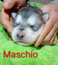 Cuccioli Alaskan Malamute