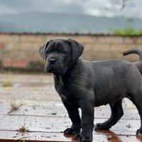 Cucciolo cane corso linea rustica