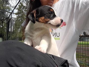 Cuccioli di Jack Russell