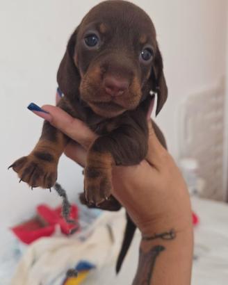 Cuccioli Bassotto