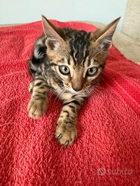 Cuccioli gatti bengala
