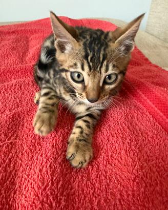 Cuccioli gatti bengala