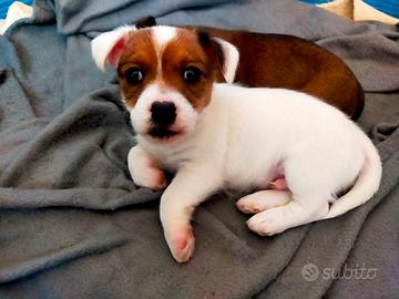 Jack Russel tipo