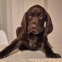 Cuccioli di Kurzhaar