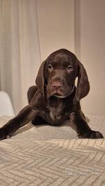 Non disponibili Cuccioli di Kurzhaar