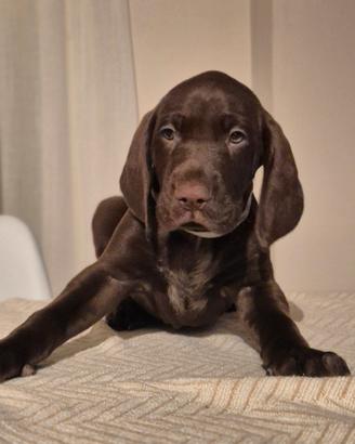 Non disponibili Cuccioli di Kurzhaar