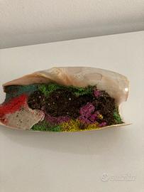 Conchiglia con terriccio