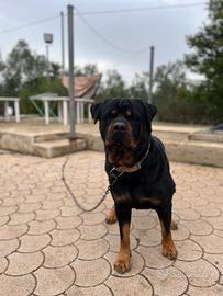 Rottweiler per monta