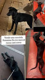 Cani corso