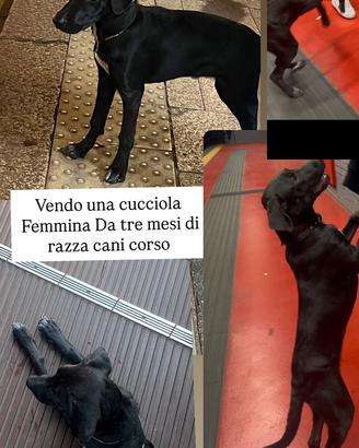 Cani corso