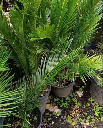 piante cicas