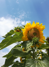 Piantine di girasole toscano