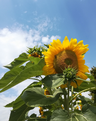 Piantine di girasole toscano