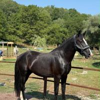 Cavallo/Pony
