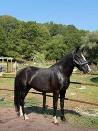 Cavallo/Pony