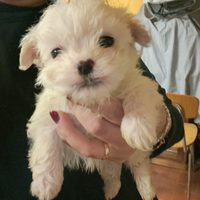 Cuccioli di maltese