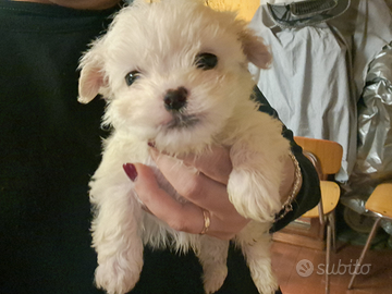 Cuccioli di maltese