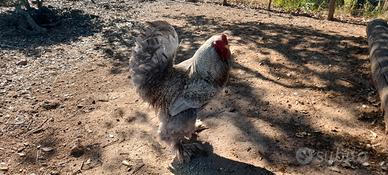 Coppia gallo e gallina Brahma