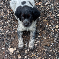 Cucciolo Breton