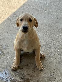 Cuccioli Labrador Retriver