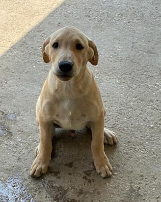 Cuccioli Labrador Retriver