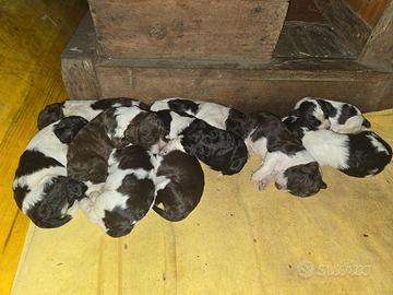 Cuccioli lagotto springer