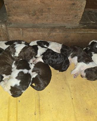 Cuccioli lagotto springer