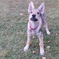Cane lupo cecoslovacco