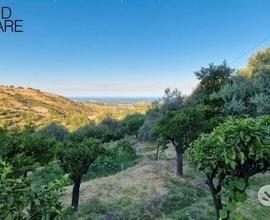 Terreno agricolo 12.000 mq a piedimonte etneo