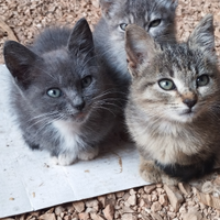 Cuccioli di due mesi