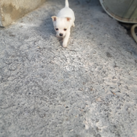 Cuccioli di chihuahua