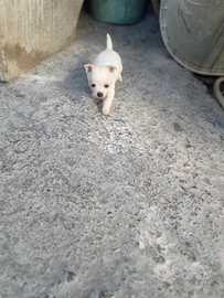 Cuccioli di chihuahua