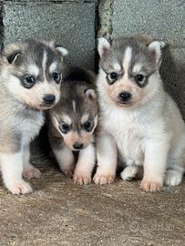 Siberian husky