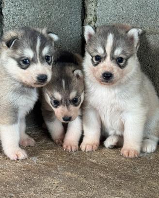 Siberian husky