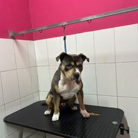 Pitbull ukc tricolor