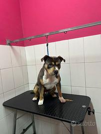 Pitbull ukc tricolor