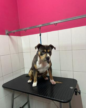 Pitbull ukc tricolor