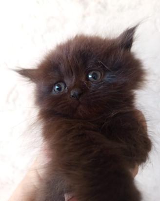Cucciolo gatto persiano nero