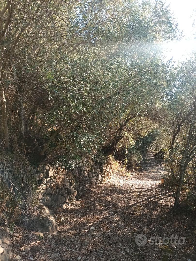 Terreno Uliveto - Vista 2