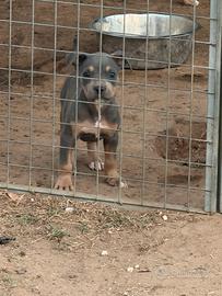 Cuccioli pitbull UKC