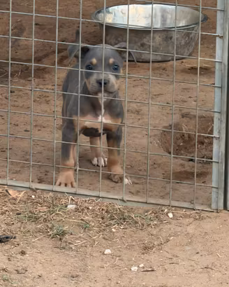Cuccioli pitbull UKC