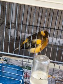 Femina canarino gloster