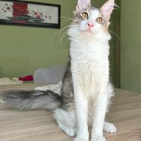 Angora Turco, gatto di razza Golden Honey