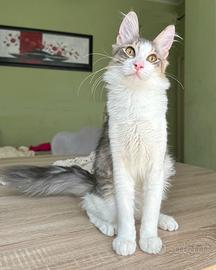 Angora Turco, gatto di razza Golden Honey